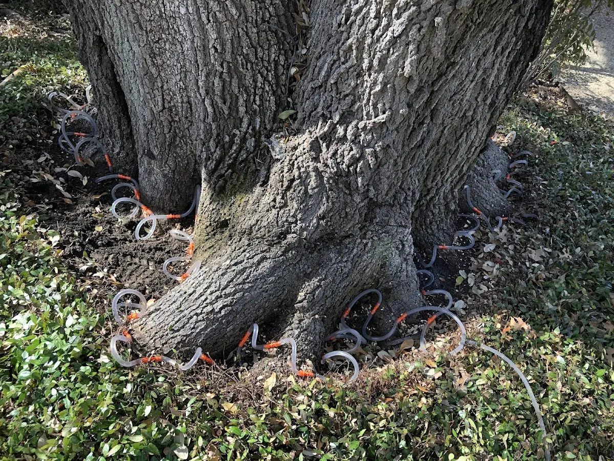 Detailed Tree Cabling and Bracing job site in Drasco
