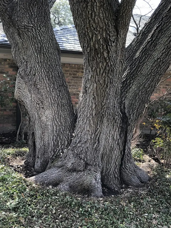Mature heritage tree close to a Drasco property cared for by certified arborists